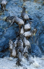 Migration des gnous / Wildebeest migration