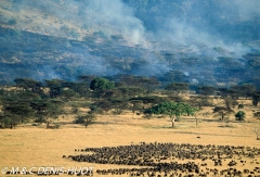 Wildebeest migration