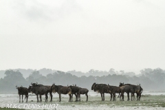 Migration des gnous / Wildebeest migration