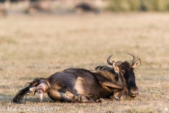 Gnou / Wildebeest