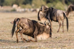 Gnou / Wildebeest