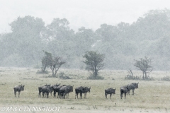 Gnou / Wildebeest