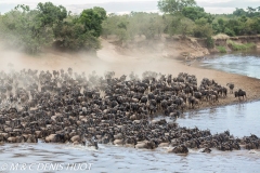 Migration des gnous / Wildebeest migration