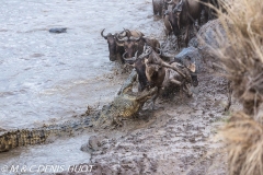 Migration des gnous / Wildebeest migration