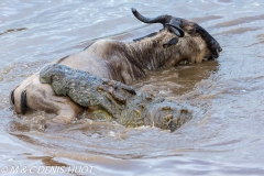 Migration des gnous / Wildebeest migration