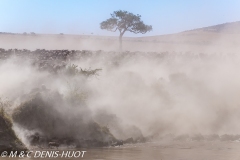 Migration des gnous / Wildebeest migration