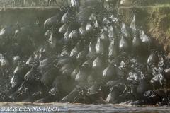 Migration des gnous / Wildebeest migration