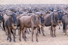 Wildebeest migration