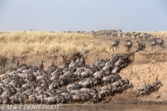 Migration des gnous / Wildebeest migration