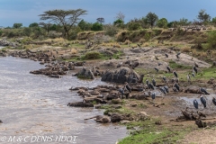 Migration des gnous / Wildebeest migration