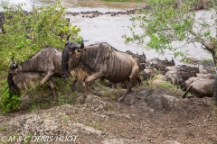 Migration des gnous / Wildebeest migration