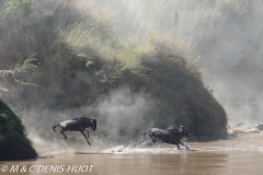 Migration des gnous / Wildebeest migration