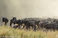 Wildebeest migration