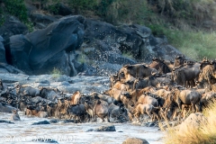 Migration des gnous / Wildebeest migration