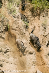 Migration des gnous / Wildebeest migration