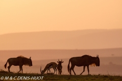 Migration des gnous / Wildebeest migration