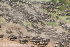 Wildebeest migration