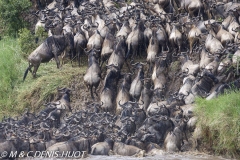 Wildebeest migration