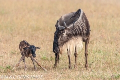 Gnou / Wildebeest