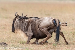 Gnou / Wildebeest