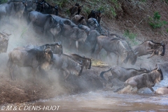 Migration des gnous / Wildebeest migration