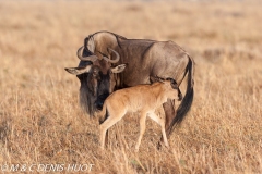 Gnou / Wildebeest