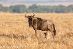 Gnou / Wildebeest