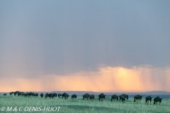 Migration des gnous / Wildebeest migration