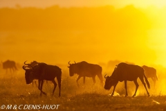 Migration des gnous / Wildebeest migration