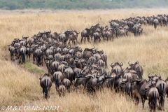 Wildebeest migration