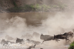 Migration des gnous / Wildebeest migration