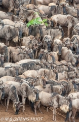 Migration des gnous / Wildebeest migration