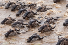 Migration des gnous / Wildebeest migration