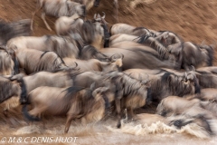 Migration des gnous / Wildebeest migration