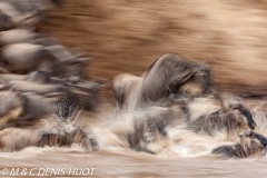 Migration des gnous / Wildebeest migration