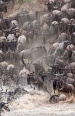 Migration des gnous / Wildebeest migration