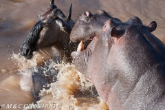 Wildebeest and hippopotamus