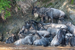 Migration des gnous / Wildebeest migration