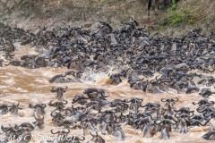 Migration des gnous / Wildebeest migration