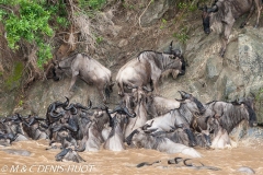 Migration des gnous / Wildebeest migration