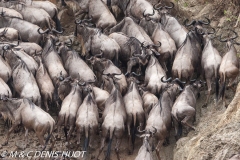 Wildebeest migration