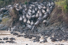 Wildebeest migration