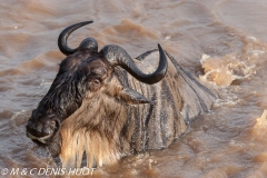 Wildebeest migration