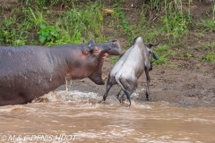Wildebeest and hippopotamus