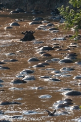 wildebeest migration