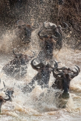 Migration des gnous / Wildebeest migration