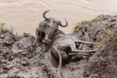 Migration des gnous / Wildebeest migration