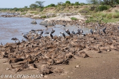 Migration des gnous / Wildebeest migration