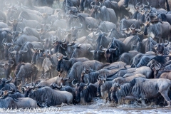 Migration des gnous / Wildebeest migration