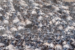 Migration des gnous / Wildebeest migration